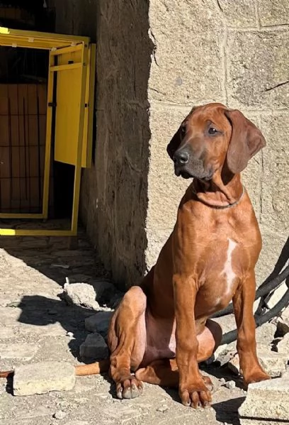 RHODESIAN RIDGEBACK ULTIMI CUCCIOLI DISPONIBILI | Foto 2