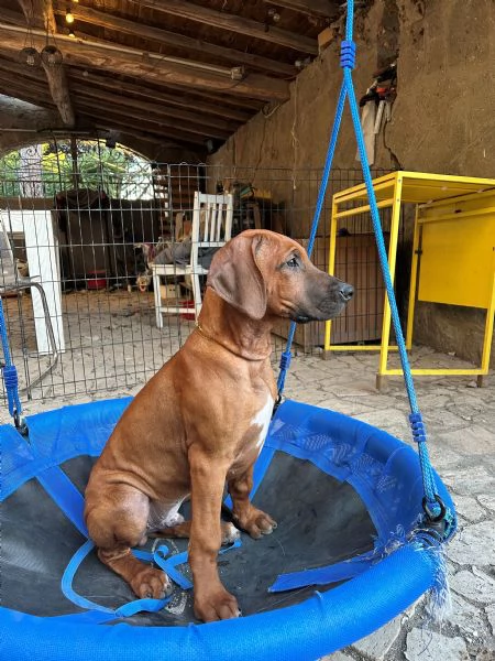 RHODESIAN RIDGEBACK ULTIMI CUCCIOLI DISPONIBILI | Foto 1