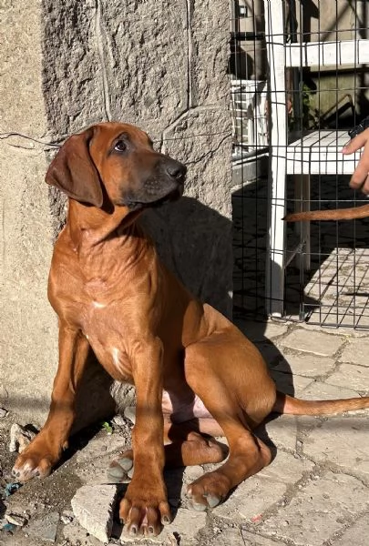 RHODESIAN RIDGEBACK ULTIMI CUCCIOLI DISPONIBILI | Foto 0