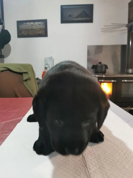 ultimi cuccioli labrador nero | Foto 5