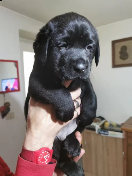 ultimi cuccioli labrador nero | Foto 4