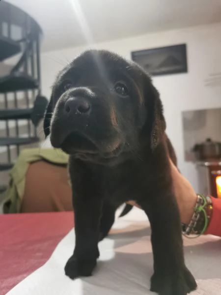 ultimi cuccioli labrador nero | Foto 3