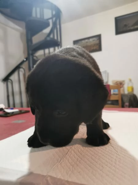 ultimi cuccioli labrador nero | Foto 2