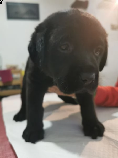 ultimi cuccioli labrador nero | Foto 1