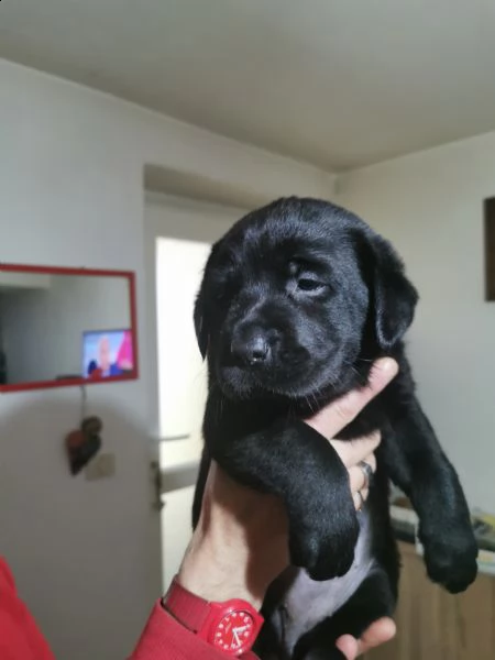 ultimi cuccioli labrador nero