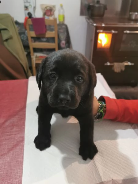 ultimi cuccioli labrador nero | Foto 0