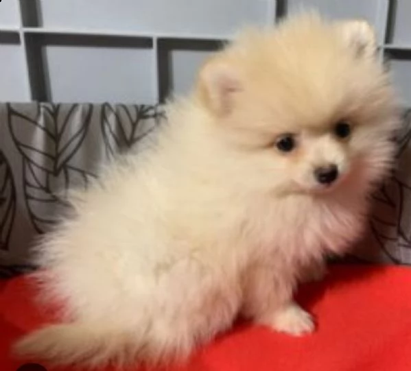 chihuahua toy  | Foto 3