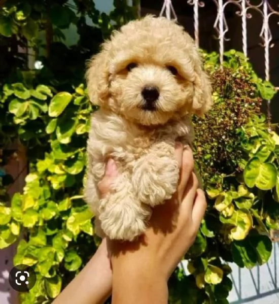 chihuahua toy  | Foto 1