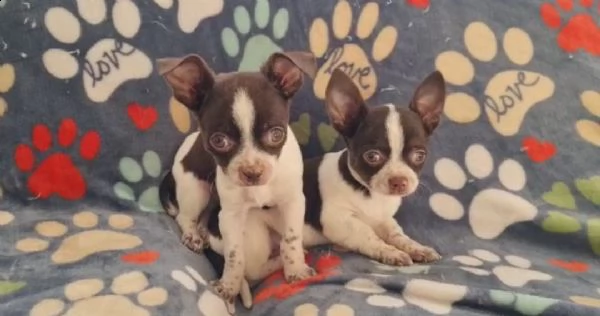 chihuahua toy  | Foto 0