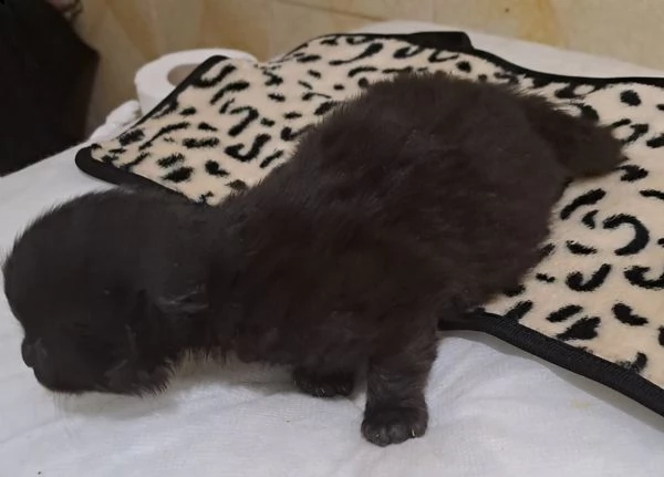gattina nera pelo semilungo  | Foto 0