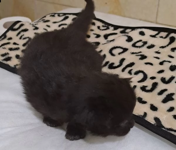 gattina nera pelo semilungo 