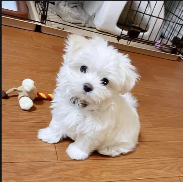 regalo maltese toy e nano | Foto 0