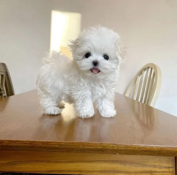 regalo maltese toy e nano
