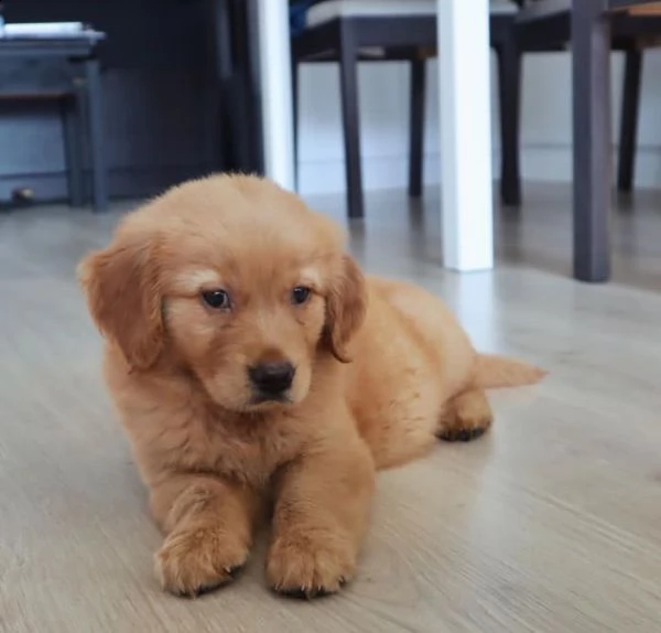 Sottobicchiere Divertente Golden Retriever, 9x9 Cm, In Legno MDF Con Base In Sughero, Regalo Per Amanti Dei Cani - 3