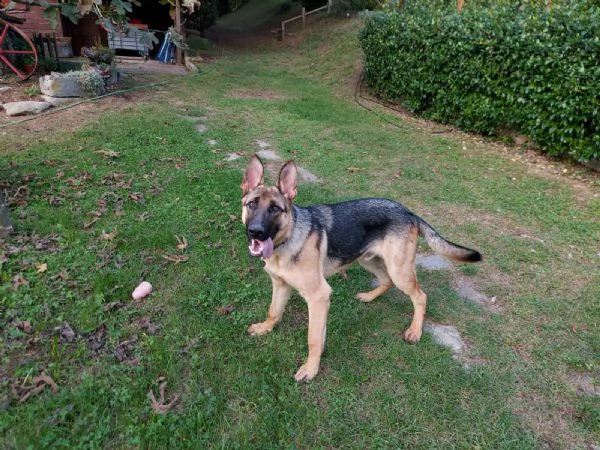 pastore tedesco 3 anni  | Foto 3