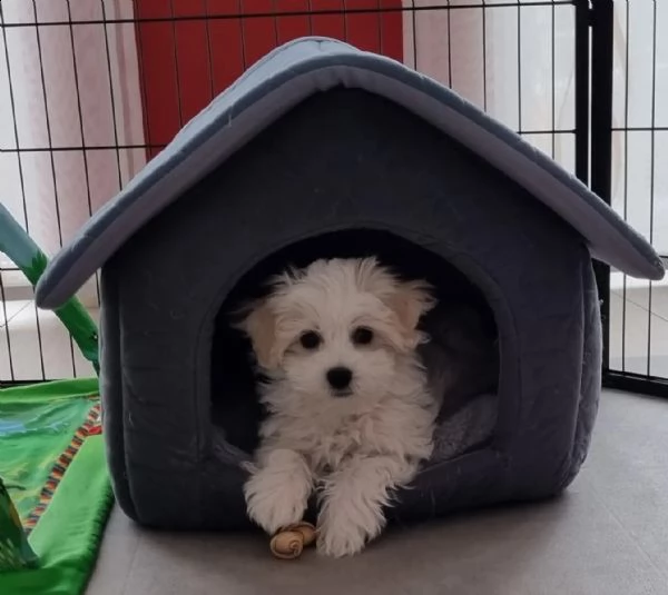3cuccioli di maltese cioccolato con pedigree