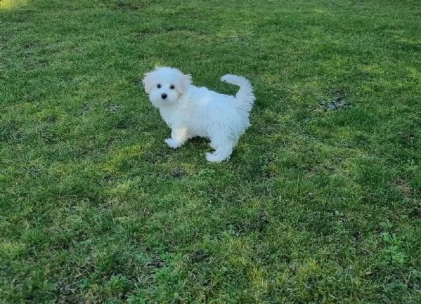 3cuccioli di maltese cioccolato con pedigree | Foto 2