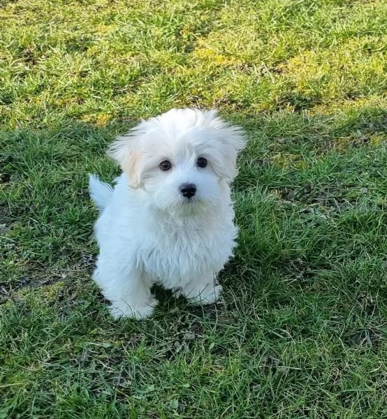 3cuccioli di maltese cioccolato con pedigree | Foto 1