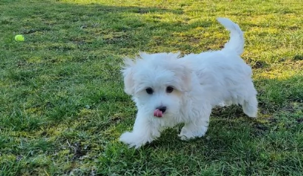 3cuccioli di maltese cioccolato con pedigree | Foto 0