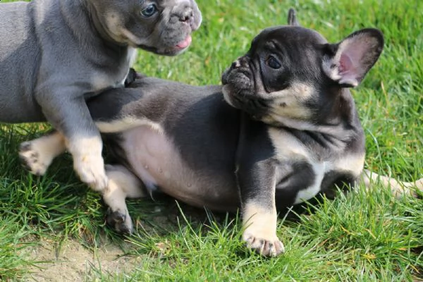 bouledogue  bulldog francese blue | Foto 4
