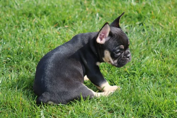 bouledogue  bulldog francese blue | Foto 3