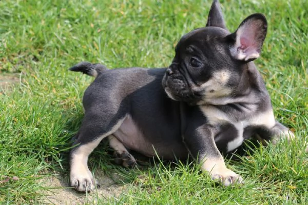bouledogue  bulldog francese blue