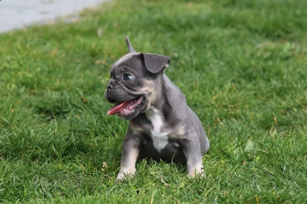bouledogue  bulldog francese blue | Foto 2