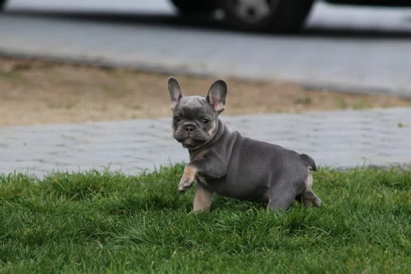 bouledogue  bulldog francese blue | Foto 1