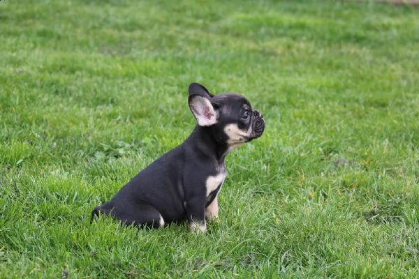 bouledogue  bulldog francese blue | Foto 0