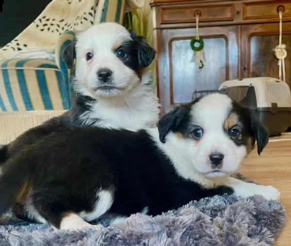 3 cucciole di pastore australiano | Foto 0