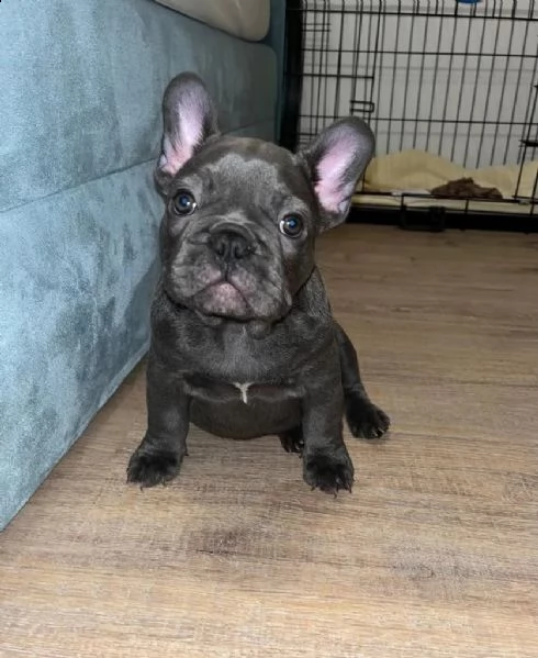 bouledogue francese (bulldog blue-merle) | Foto 4