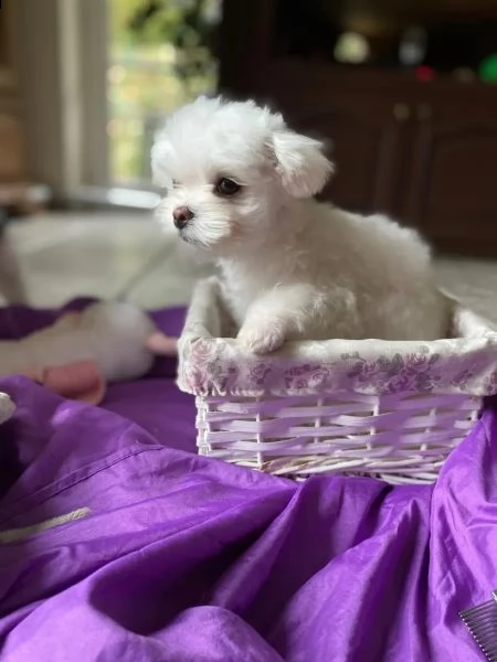 bianchissimi cucciolini maltese | Foto 5