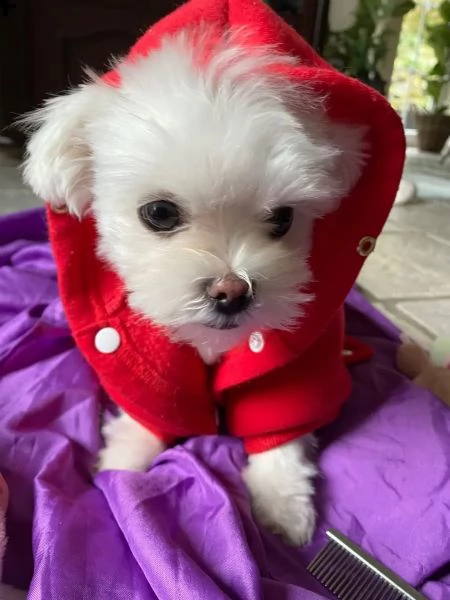 bianchissimi cucciolini maltese | Foto 4