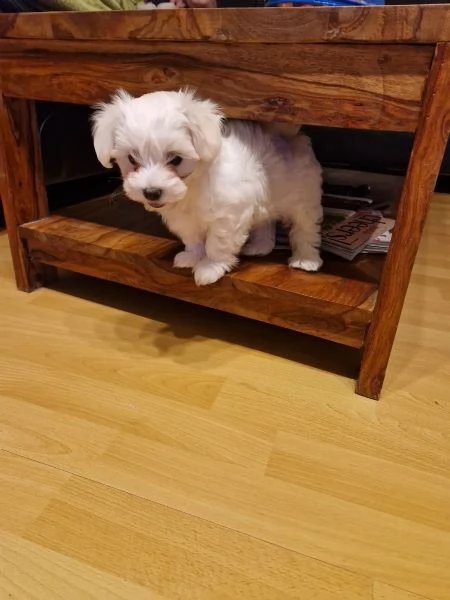 bianchissimi cucciolini maltese | Foto 3