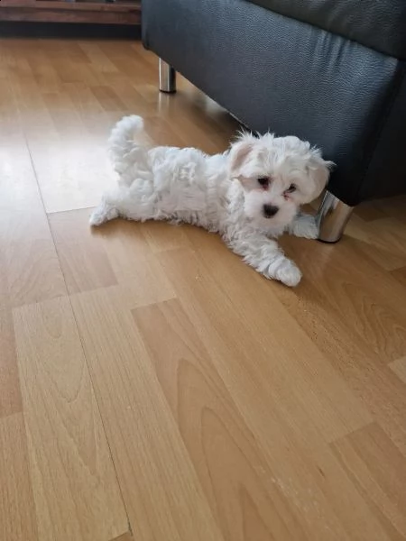 bianchissimi cucciolini maltese | Foto 2
