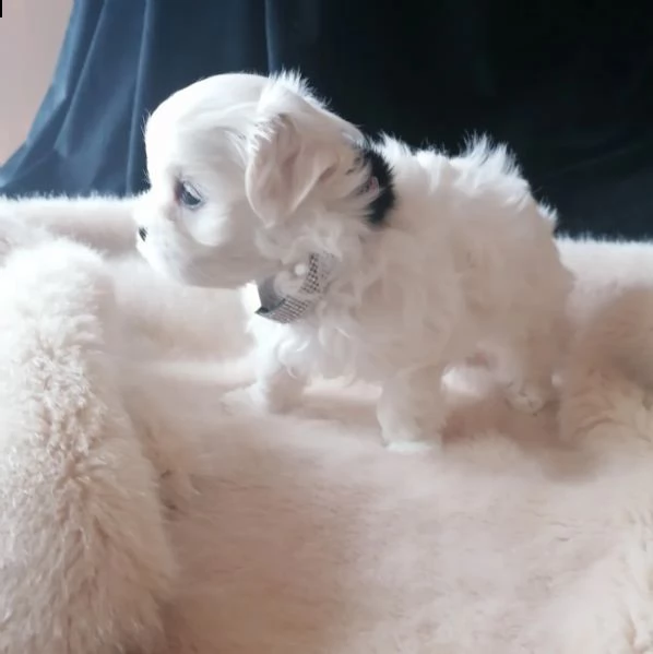 bianchissimi cucciolini maltese | Foto 1