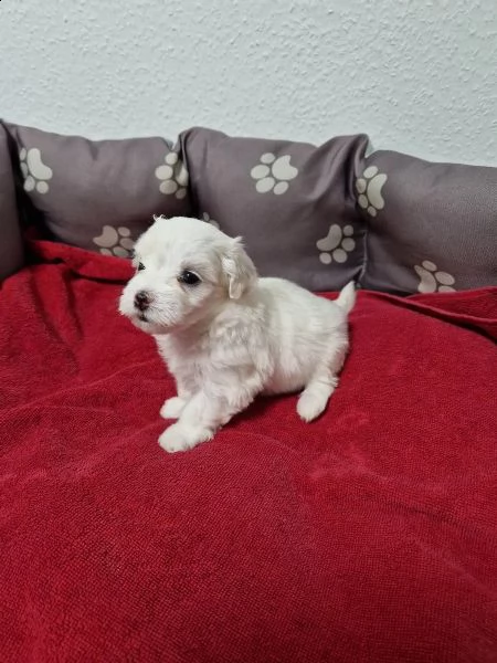 bianchissimi cucciolini maltese
