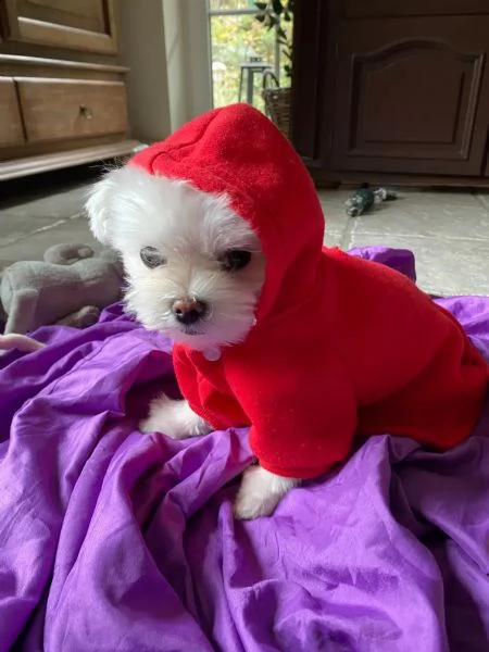 bianchissimi cucciolini maltese | Foto 0