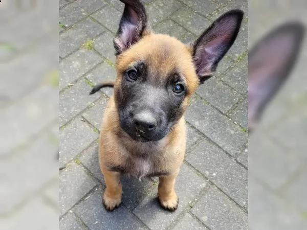 3 cuccioli di pastore belga malinois | Foto 2