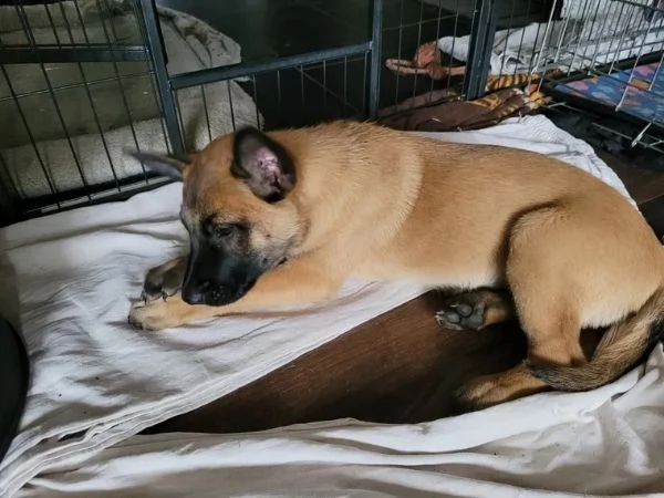 3 cuccioli di pastore belga malinois