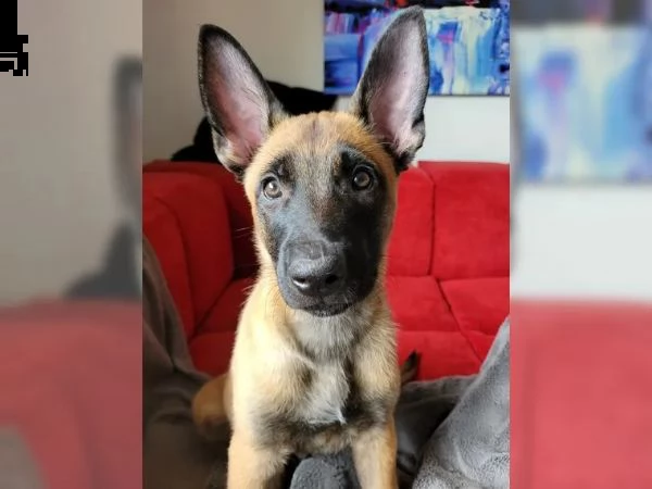 3 cuccioli di pastore belga malinois | Foto 0