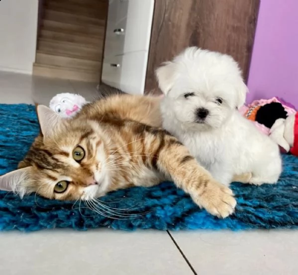 cucciolo italiano di maltese toy | Foto 0