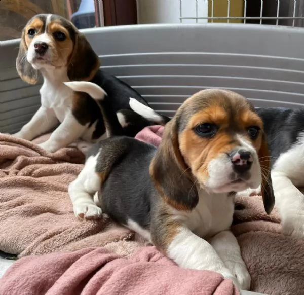 3 cuccioli beagle tricolore | Foto 4