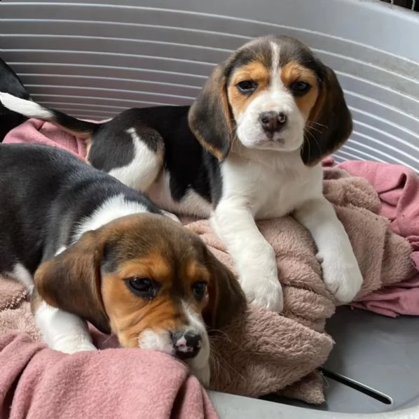 3 cuccioli beagle tricolore | Foto 3