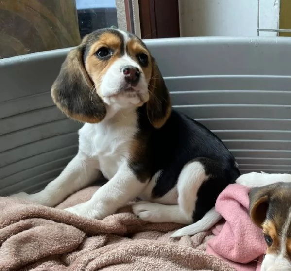 3 cuccioli beagle tricolore | Foto 2