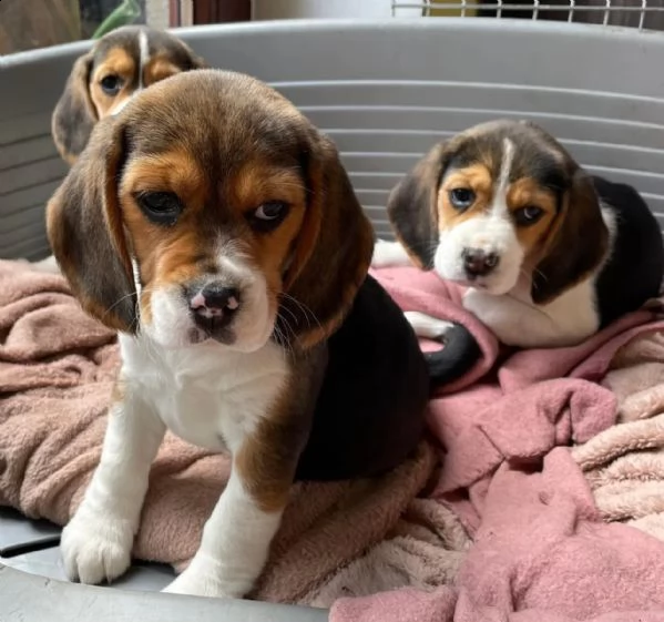 3 cuccioli beagle tricolore | Foto 1