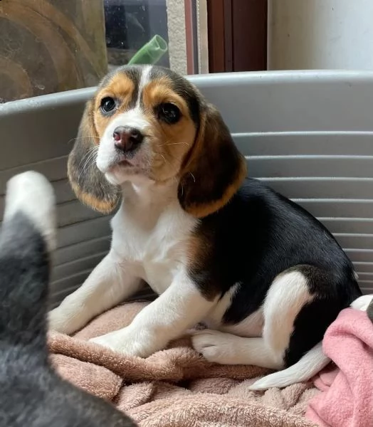 3 cuccioli beagle tricolore