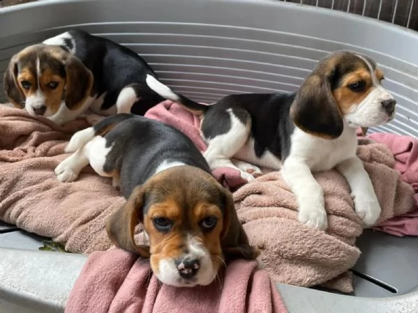 3 cuccioli beagle tricolore | Foto 0