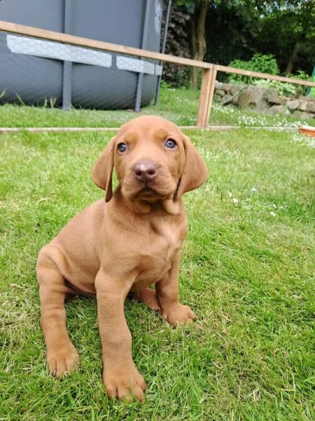 cuccioli di vizsla ungherese | Foto 1