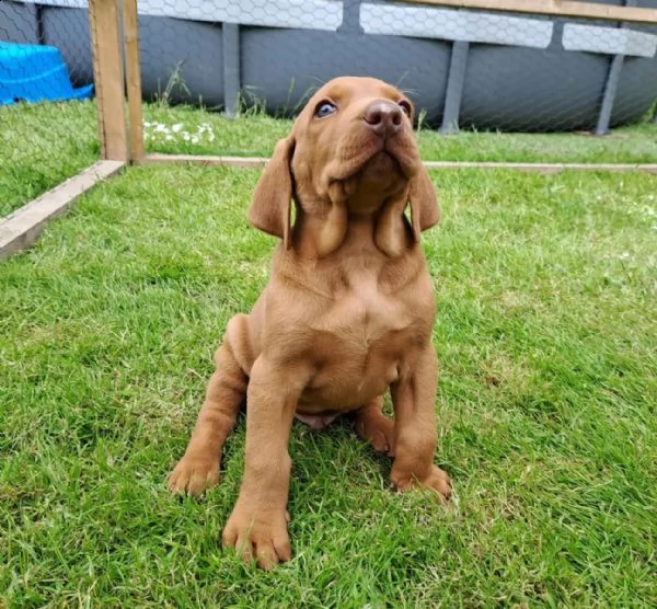 cuccioli di vizsla ungherese | Foto 0